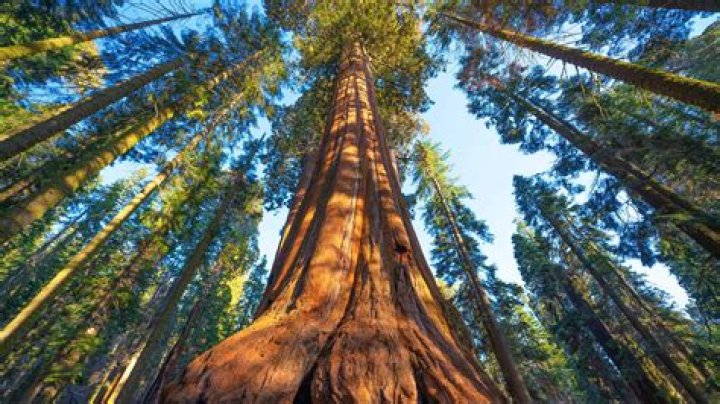 What is the biggest redwood tree in the world