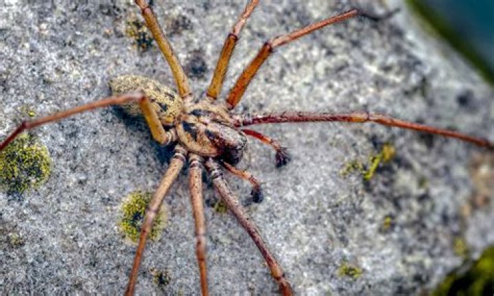 What is the biggest spider in Washington state