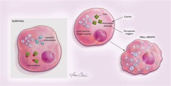 What is the bodys way of replacing dead or damaged cells