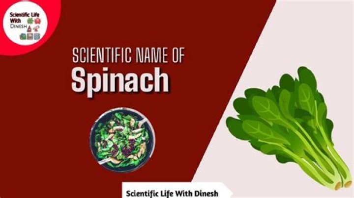 What is the botanical name of spinach