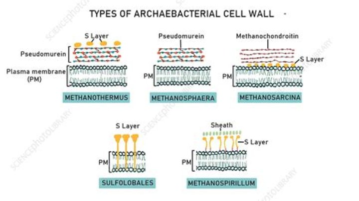 What is the cell wall of archaea made of
