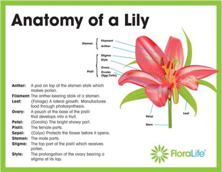 What is the center of a lily called
