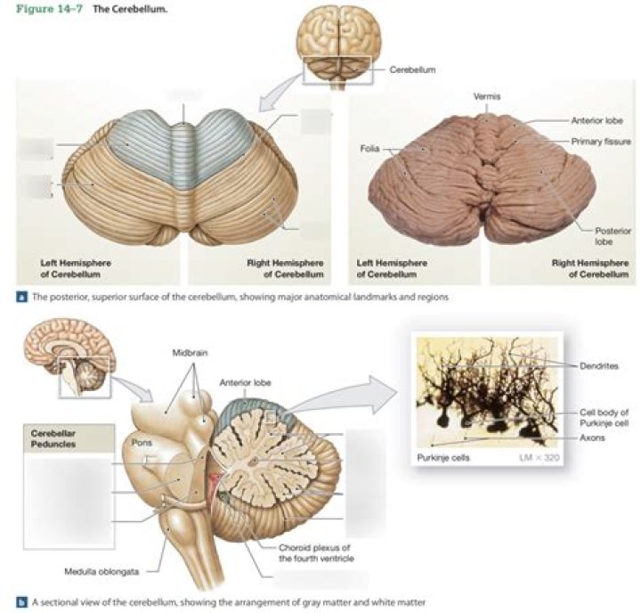 What is the cerebellum responsible for quizlet