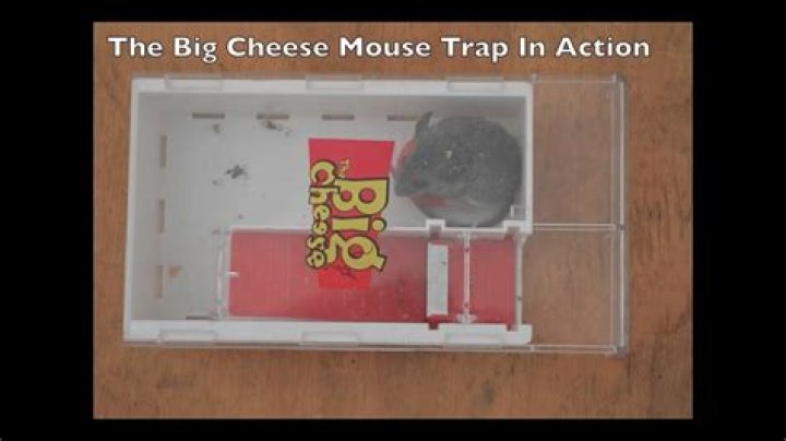 What is the cheese for in mouse trap