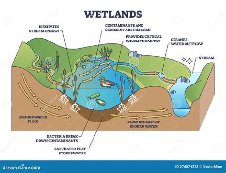 What is the climate in wetlands biome