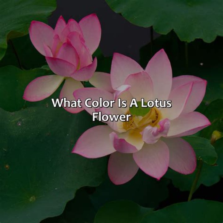 What is the color of Lotus