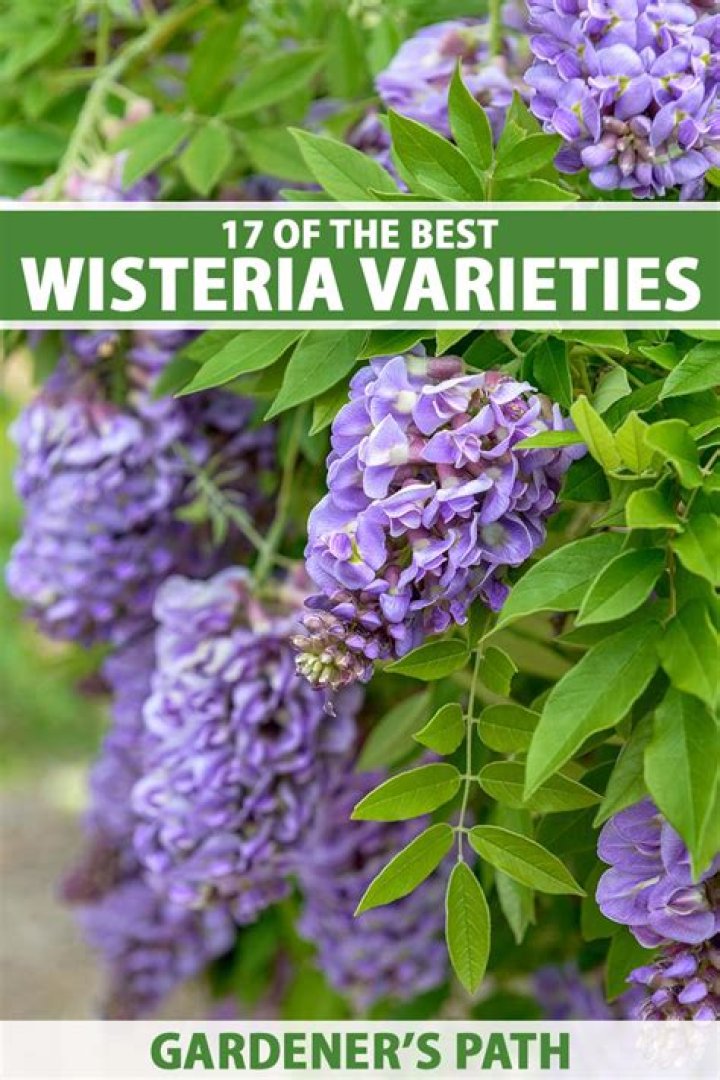 What is the color wisteria