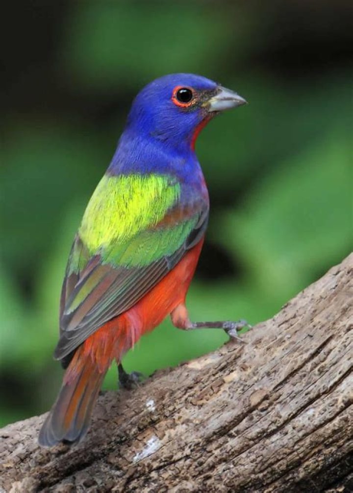 What is the colorful bird called