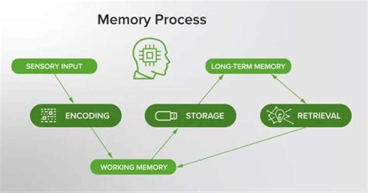 What is the correct ordering of the processes of memory quizlet