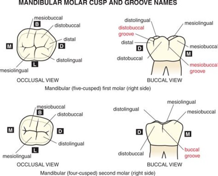 What is the cusp of a tooth