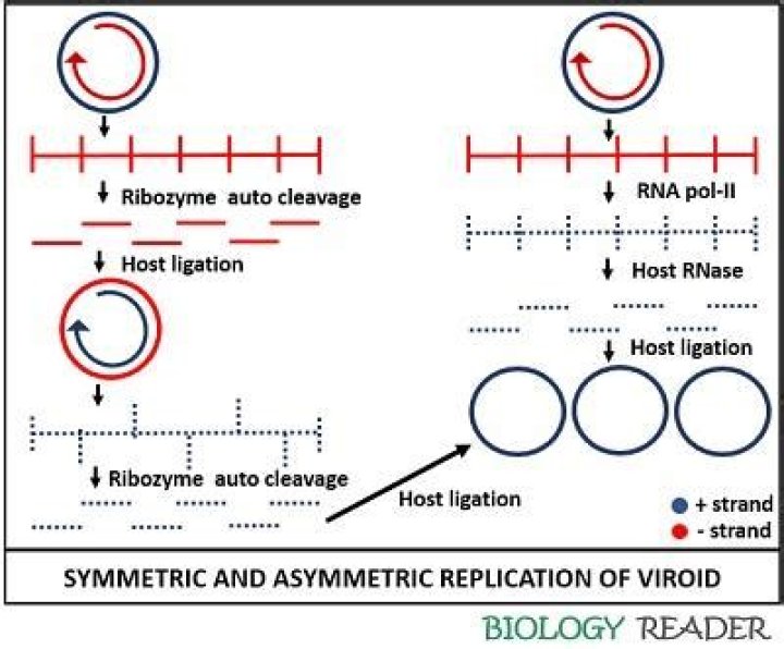 What is the definition of viroid in biology