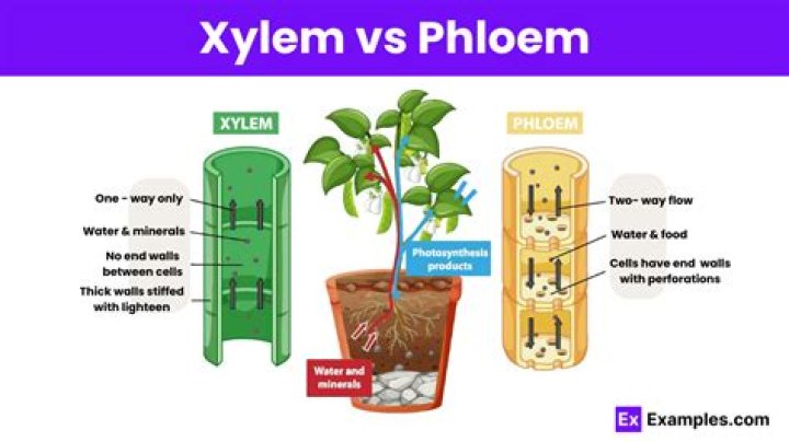 What is the definition of xylem and phloem