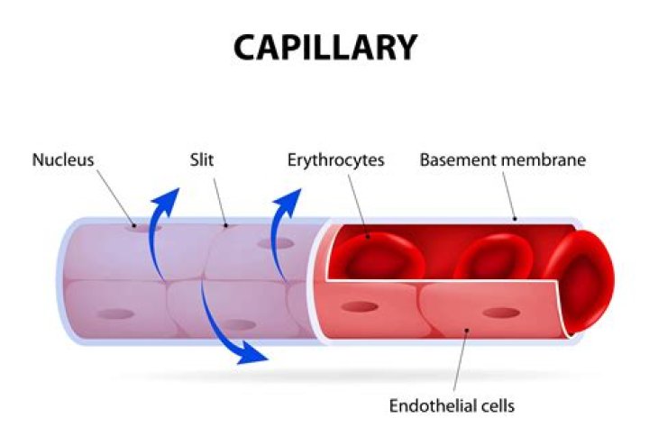What is the diameter of a capillary tube