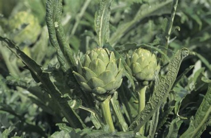 What is the difference between a cardoon and an artichoke