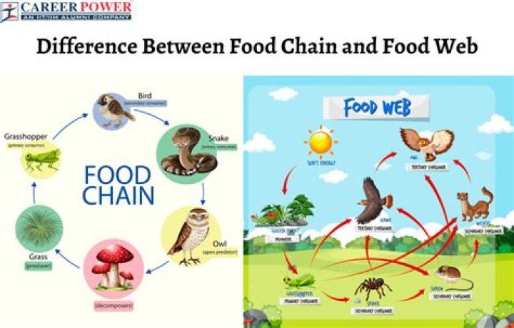 What is the difference between a food chain and a food web worksheet