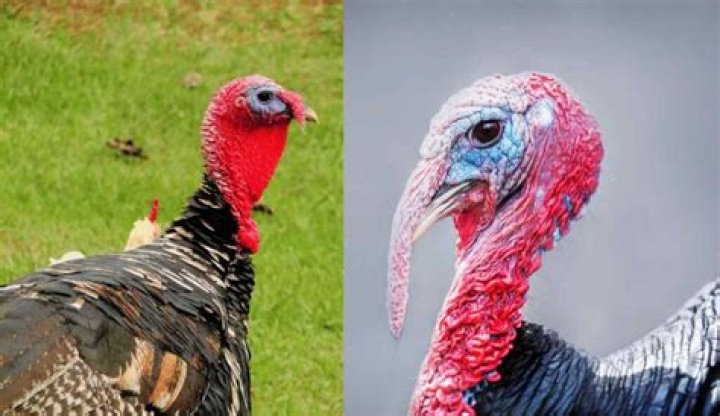 What is the difference between a tom and a hen turkey