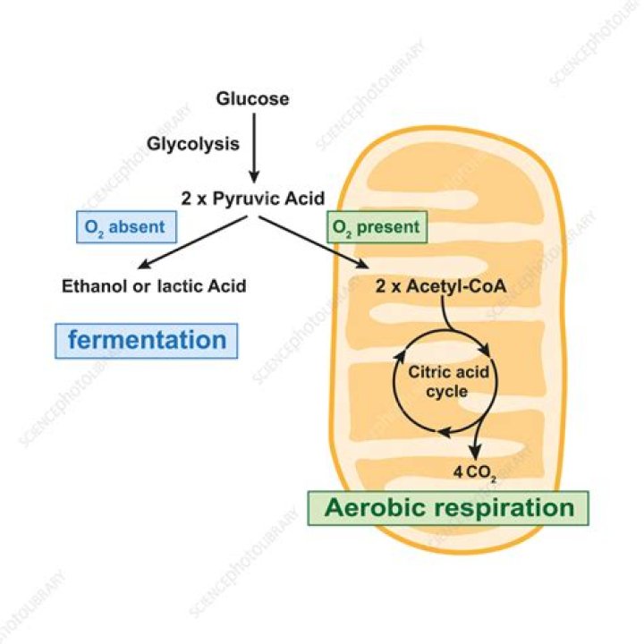 What is the difference between aerobic respiration and fermentation