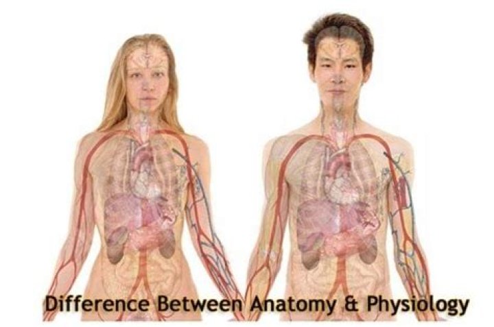 What is the difference between anatomy and physiology