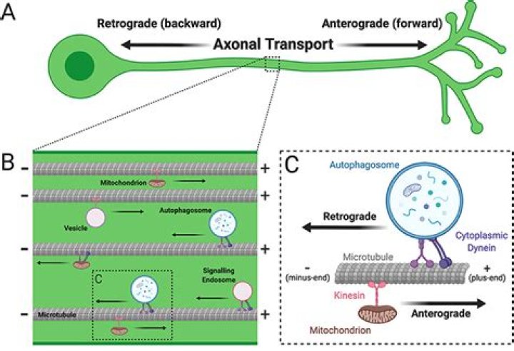 What is the difference between anterograde and retrograde Axoplasmic transport