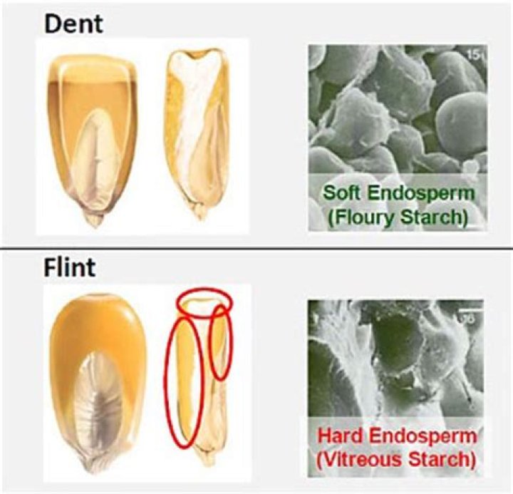 What is the difference between Flint and dent corn