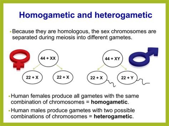 What is the difference between Heterogametic and Homogametic
