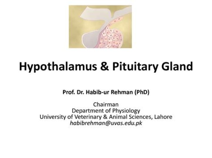 What is the difference between hypothalamus and pituitary gland