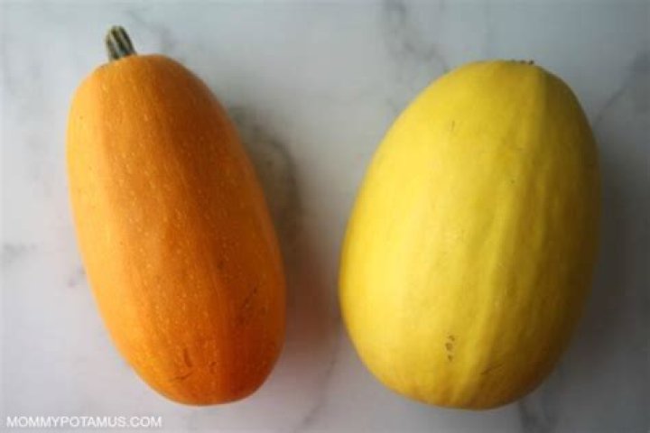 What is the difference between spaghetti squash and Orangetti squash
