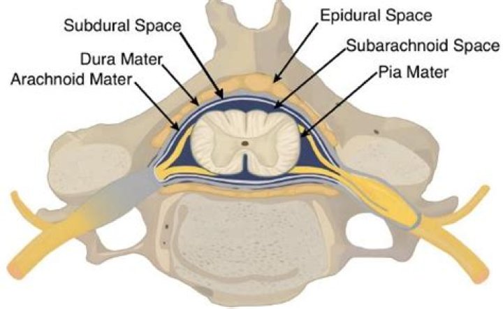 What is the dura of the spinal cord