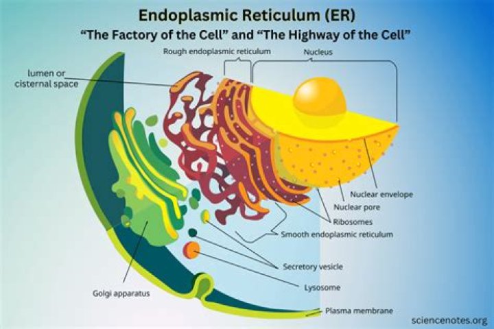 What is the endoplasmic reticulum compared to