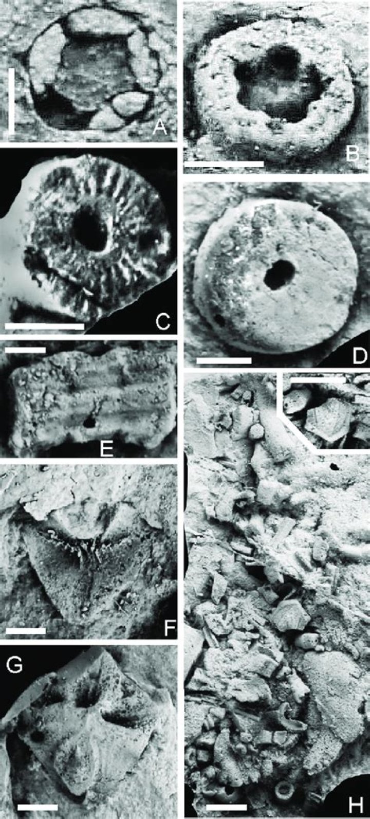 What is the era of crinoid stem
