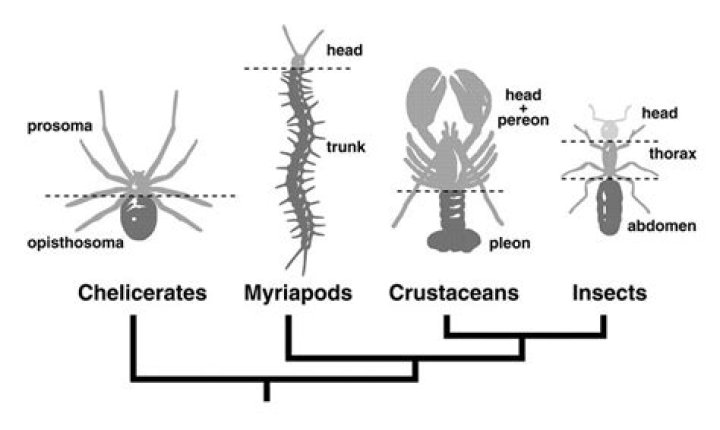 What is the exoskeleton of arthropods composed of