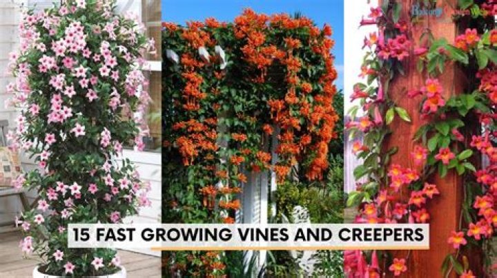 What is the fastest growing climber