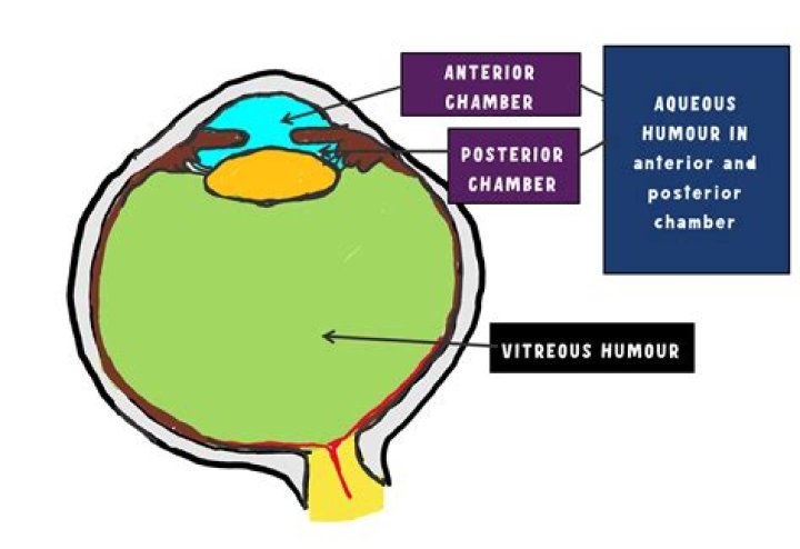 What is the function of anterior chamber