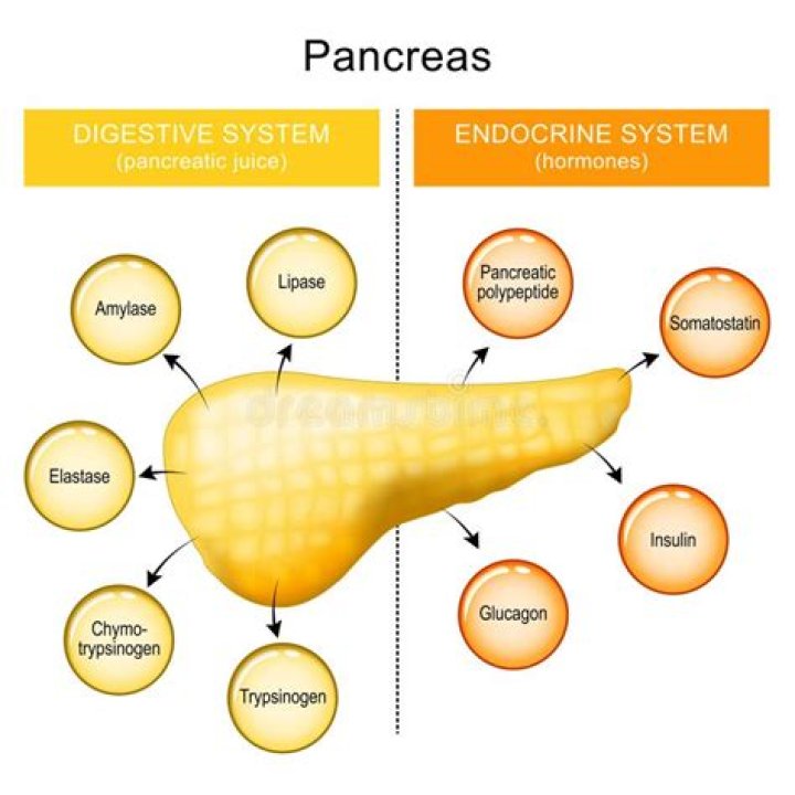 What is the function of pancreatic islets