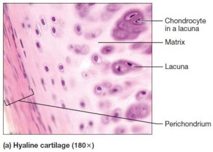 What is the function of Perichondrium