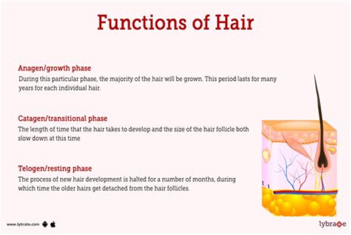 What is the function of the bud