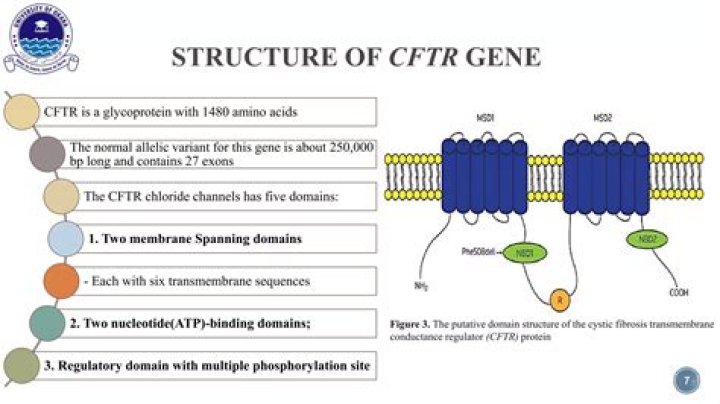 What is the function of the CFTR gene