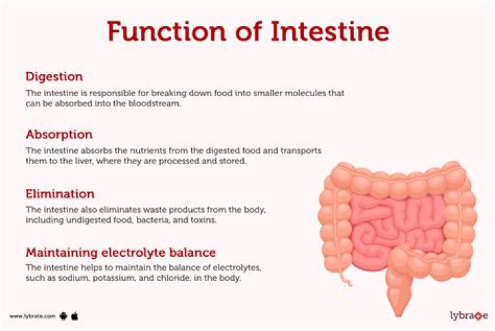 What is the function of the elastin