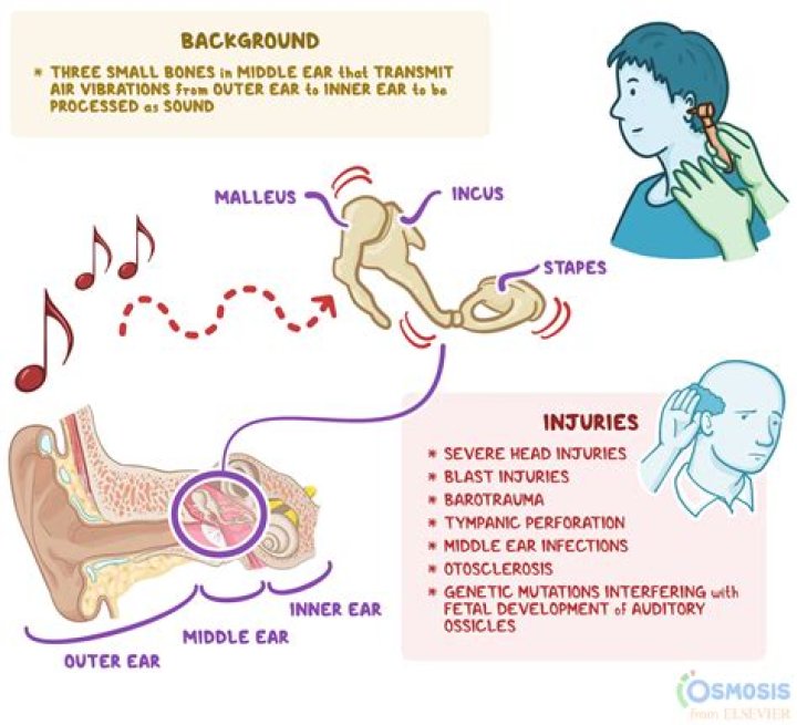 What is the function of the ossicles