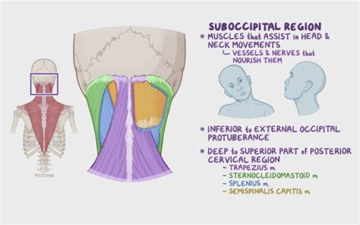 What is the function of the Suboccipital muscles