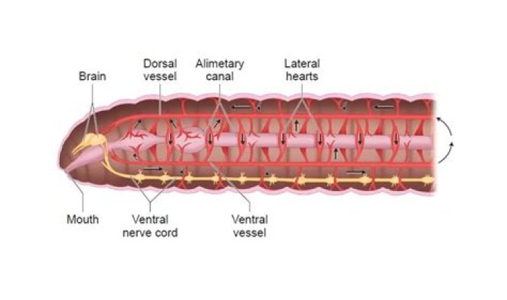 What is the function of the ventral nerve cord in an earthworm