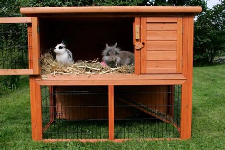 What is the home for Rabbit