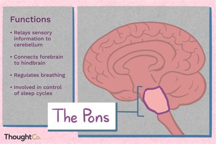 What is the job of the pons in the brain