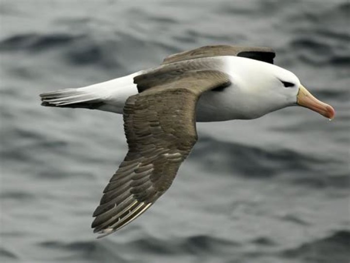 What is the largest seabird