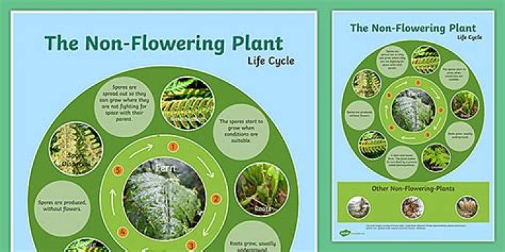 What is the life cycle of a non flowering plant