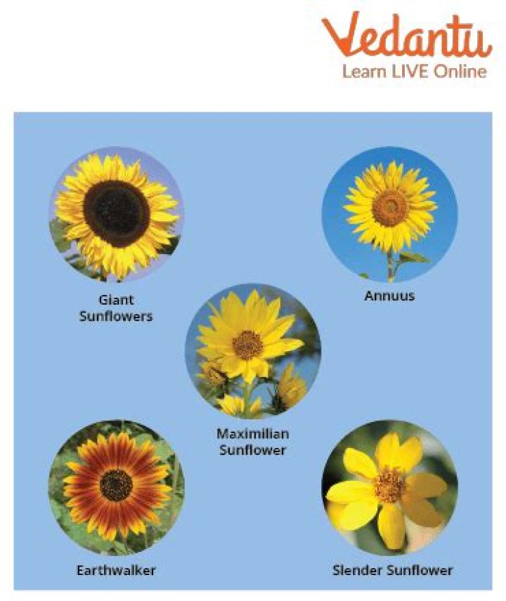 What is the local name of Sunflower