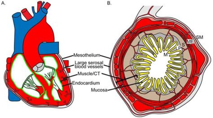 What is the lumen of the heart