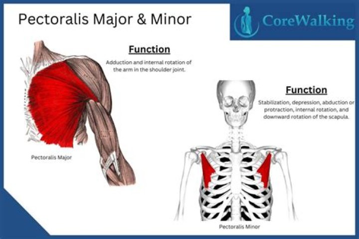 What is the main function of the pectoralis major muscle