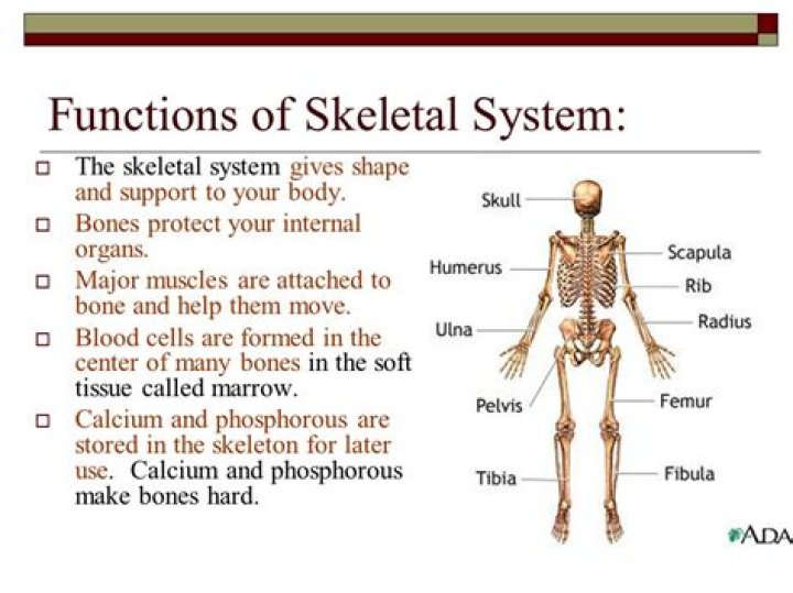 What is the main organ of the skeletal system
