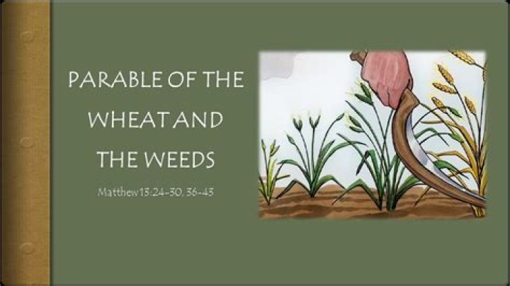 What is the meaning of the parable of the wheat and weeds